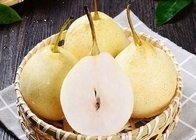 Pera branca chinesa amarela Juice Pome Fruit de HACCP