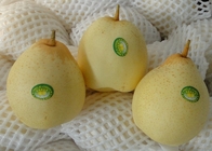 18kg   Fruto fresco das peras de Ya do chinês