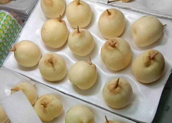 Pera chinesa da colheita 2021 nova