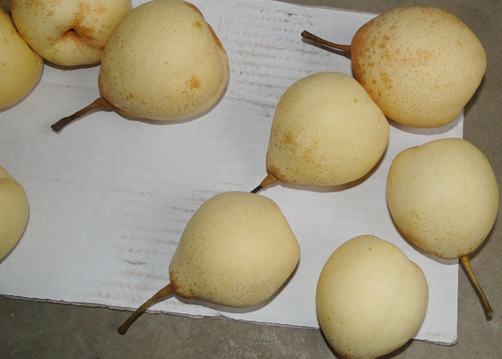 Peras de Ya do chinês da exploração agrícola