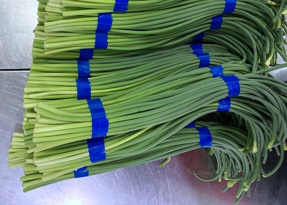 Parafuso fresco do alho de HACCP