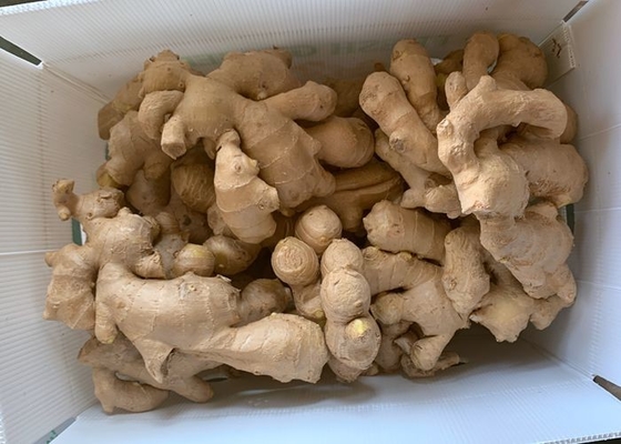 gengibre 300g secado ar amarelo
