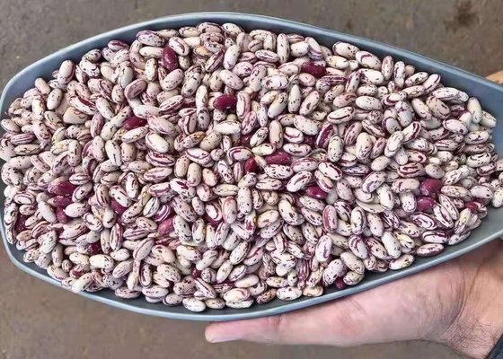 A luz salpicou o rim secado Bean To Yemen secou Pinto Beans